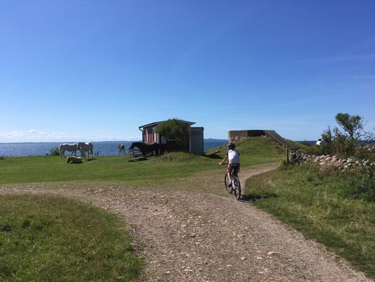 Cykling norrut längs kusten
