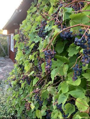 Stuga på gård på Norra Öland - Bild 12
