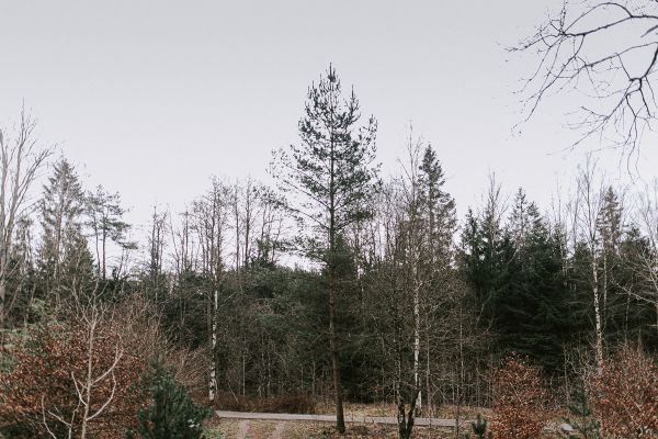 Charmigt rött svenskt hus i skogen - Bild 79