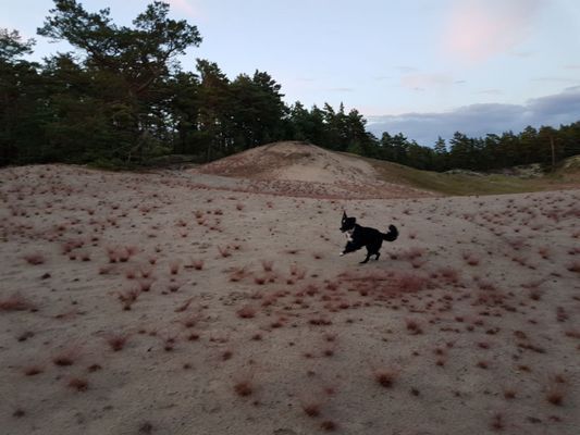 Skogsglänta bakom huset 8/7-19