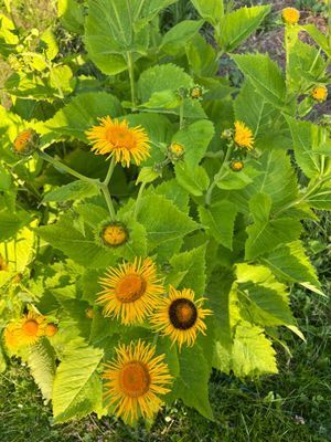 En stor del av sommarmånaderna lyser ståtliga strålöga upp gården.