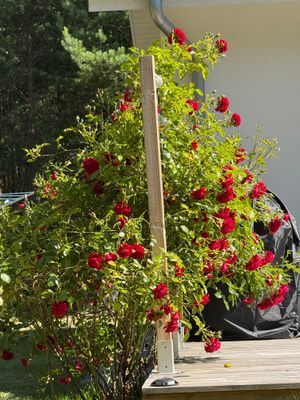 Bild 3 på Fint hus i Björkhaga Gotland