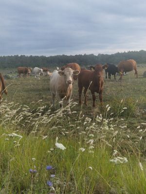 på sommaren är det både får och kor som går på sommarbete.