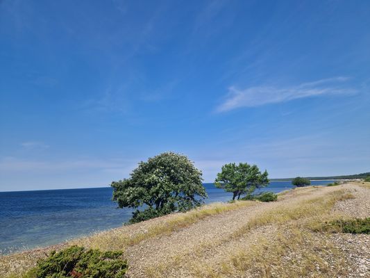 Gå från huset över alvaret ner till vattnet mot Byrums raukar.