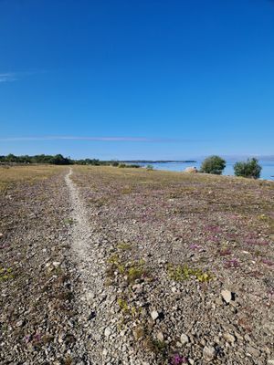 Hus nära Horns kustväg, norra Öland - Bild 26