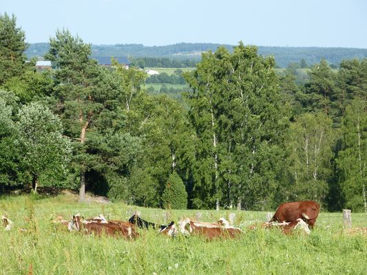 Ditt eget hus på den svenska landsbygden - Bild 28