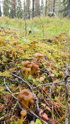 Familjevänligt hus på landsbygden - Bild 35