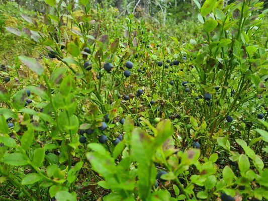 Familjevänligt hus på landsbygden - Bild 39