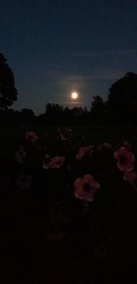 Naturskön och lantlig idyll mellan sjöar. - Bild 69