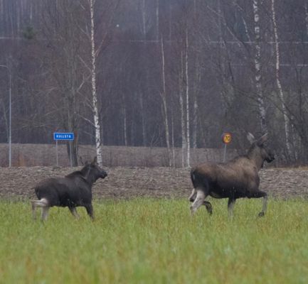 Villa Ragunda - Bild 30