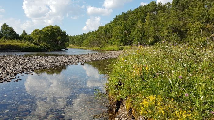 Sommarbild från Ljusnan