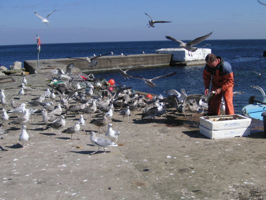 VIK Österlen - Unik 1800-tals Fiskelänga uthyres - Bild 37