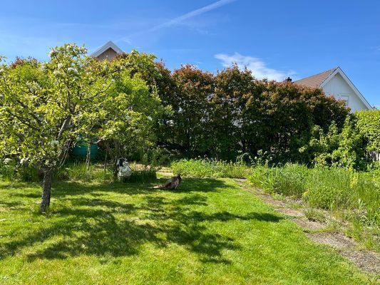 Stor och solig villa på Vrångö – ett skärgårdshem - Bild 44