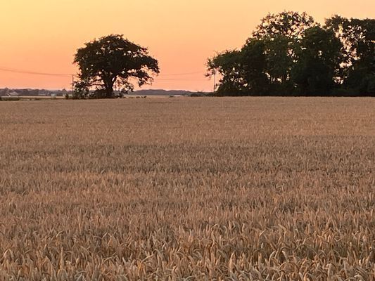 Hus vid Alvarets kant- fågelskådare - Bild 20