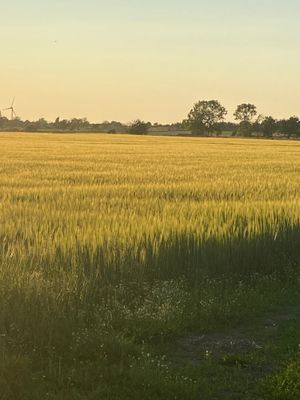 Semesterstuga på fantastiska Öland! - Bild 21