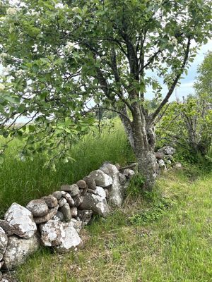 Semesterstuga på fantastiska Öland! - Bild 15
