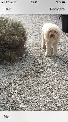 Visby innerstad, Gotland, Hund ok! - Bild 37