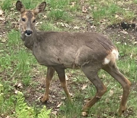 Stuga med vedeldad bastu och Jacuzzi - Bild 14