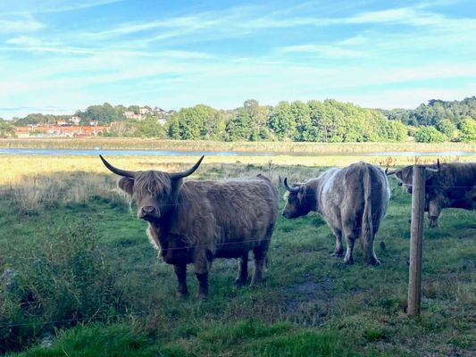 Stuga med vedeldad bastu och Jacuzzi - Bild 31