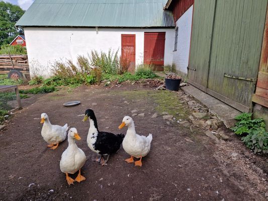Semesterboende på Linderödsåsen, Hörby Kommun - Bild 9