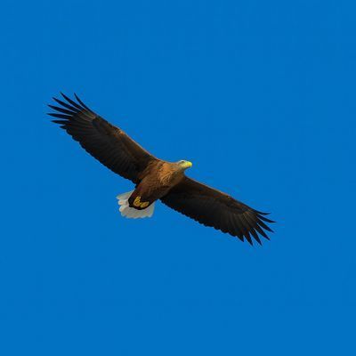 Havsörn syns ibland ovan Kalvön