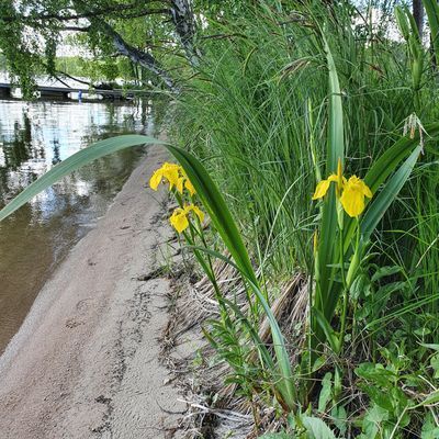 Sjötomt på egen Ö - Bild 35