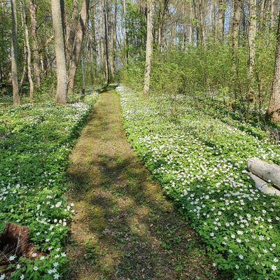 Naturstig på 700 m runt ön