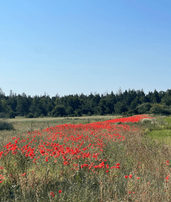 Välkommen till våran stuga i vackra Gnisvärd - Bild 39
