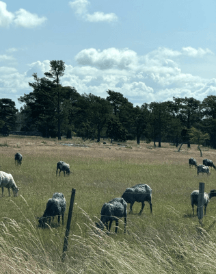 Välkommen till våran stuga i vackra Gnisvärd - Bild 41