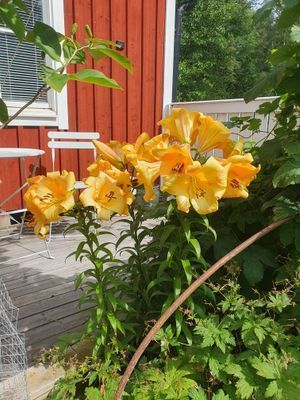 Sjötomt på egen Ö - Bild 32