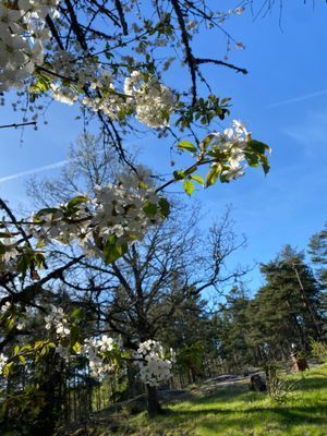 Stuga Rosendal - Bild 11