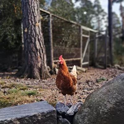 Lägenhet med lantligt läge med egen terrass - Bild 7