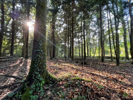 Hus i skogen nära Köpingsvik - Bild 14