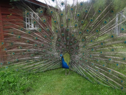 Påfågelhane på gården
