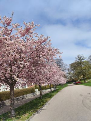 Mysigt lgh vid slottet i Kalmar - Bild 6