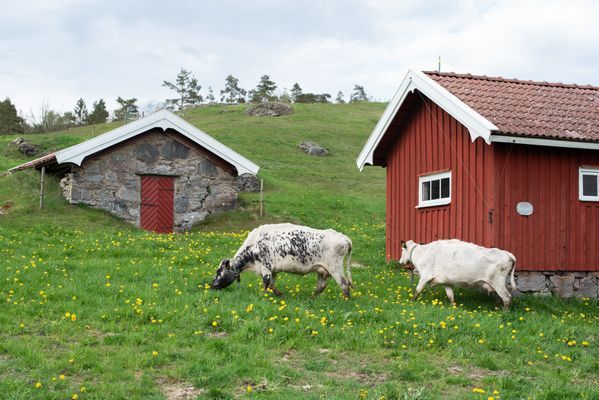 Betande djur i hagarna kring husen
