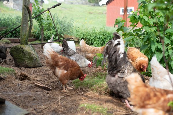 Köp dagsfärska ägg från gårdens höns