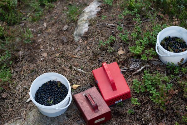 Nära till skog och mark