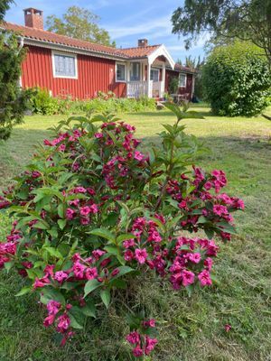 Öland Borgholm Alböke Eriksberg - Bild 26