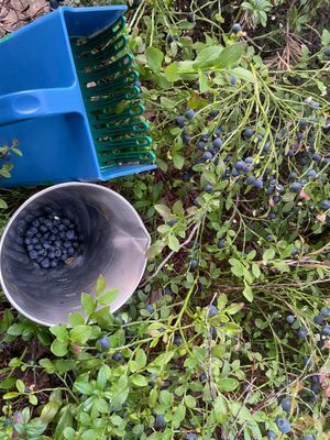 Blåbär finns vanligtvis på tomten och i omgivningen i juli/augusti.