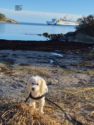 Havsnära fritidshus i Grisslehamn, 10-personer. - Bild 32