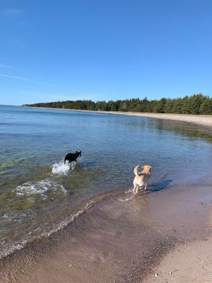 Ett paradis med eller utan hund