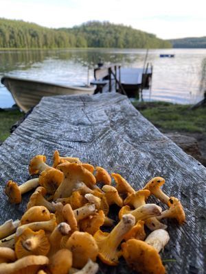 Charmigt torp | Vacker bondgård, nära sjön med båt - Bild 28