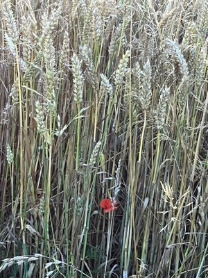 Hus vid Alvarets kant- fågelskådare - Bild 21