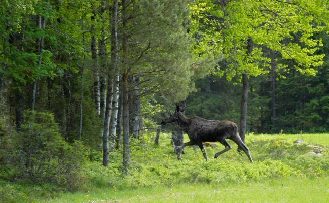 Bild 4 på Unikt boende i ombyggd lada i Varekil | SE09063