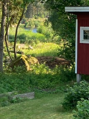 Underbar stuga nära skog, sjö och hav