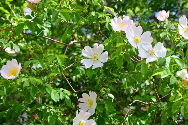 Sommarstuga i Byrum Sandvik, Löttorp, Norra Öland - Bild 25