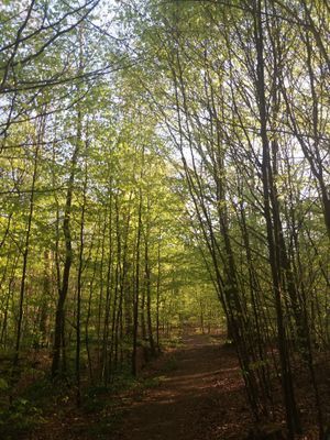 Gångstigar i området