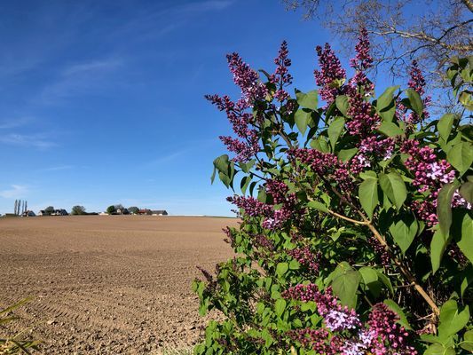 Charmigt boende i Ystad - Bild 20