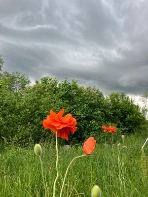 Rustik Stuga utan el – Enkla Livets Charm - Bild 15